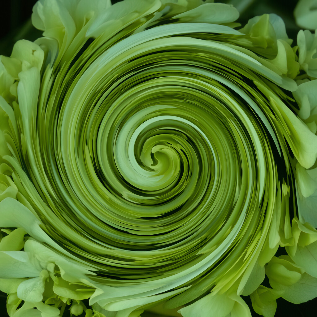 green hydrangea swirl by koalagardens