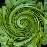 15th Mar 2024 - green hydrangea swirl