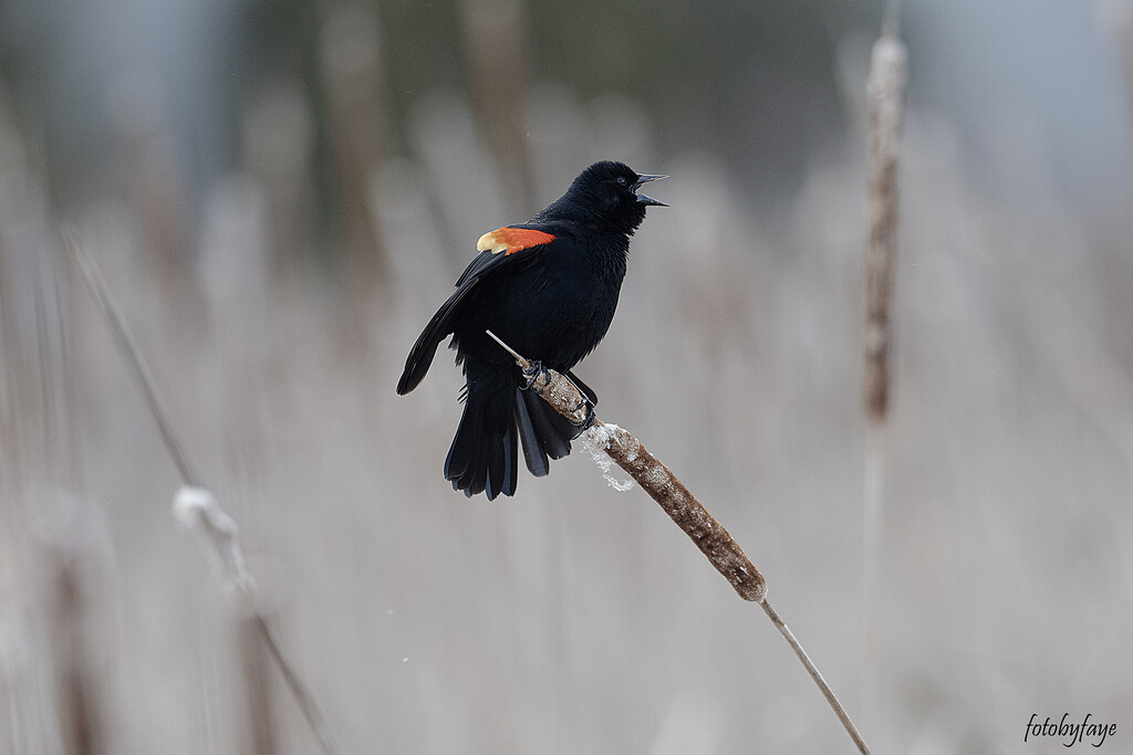Red-Winged Blackbird by fayefaye