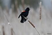 17th Mar 2024 - Red-Winged Blackbird