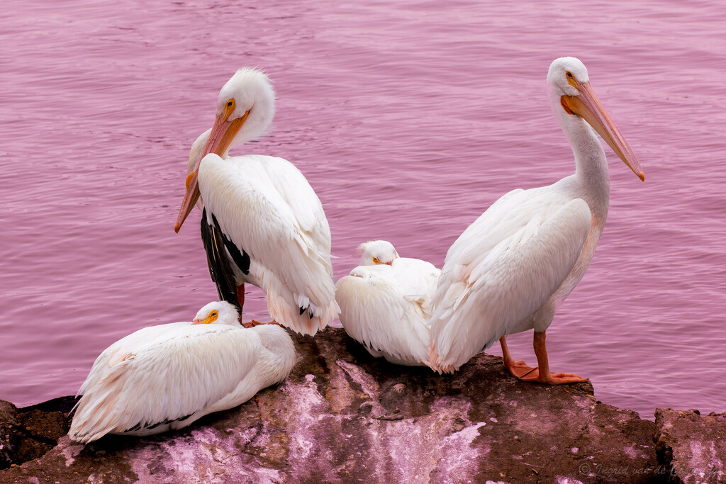 Pelicans by ingrid01