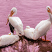 Pelicans by ingrid01