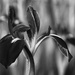 Black Iris by eudora