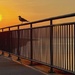 Seagull at Sunset by jnewbio