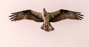 17th Mar 2024 - One More Osprey Shot From Yesterday!