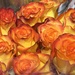 Roses by peekysweets