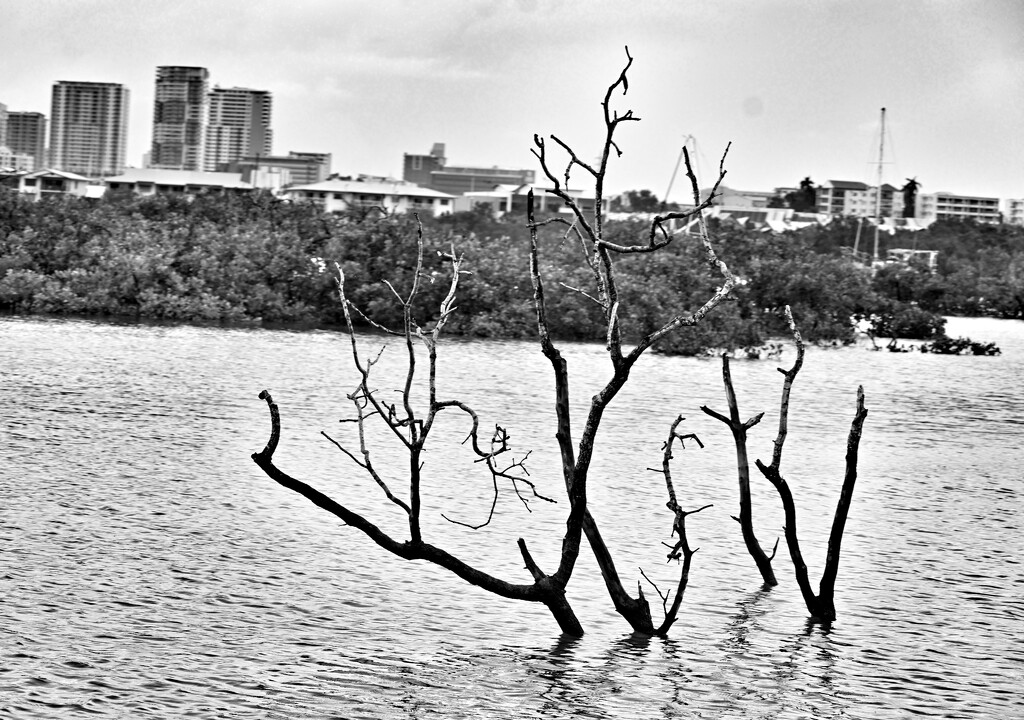 Darwin Mangroves  by wendystout