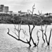 Darwin Mangroves  by wendystout