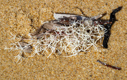 16th Mar 2024 - driftwood and weed, bleached by the sun