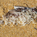 driftwood and weed, bleached by the sun