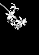 18th Mar 2024 - Common Hyacinth