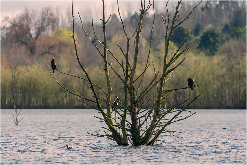 Cormorants resting in the last afternoon sun by clifford