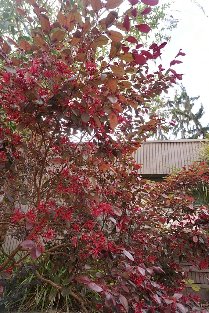 A rainy Sunday has brought new colour to the garden by beverley365