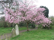 18th Mar 2024 - More blossom