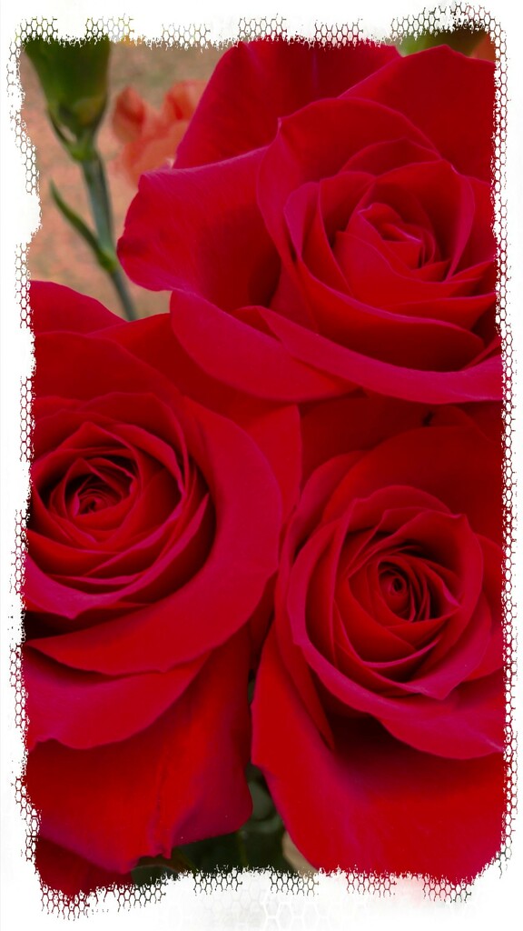 Red roses... by marlboromaam