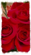 18th Mar 2024 - Red roses...