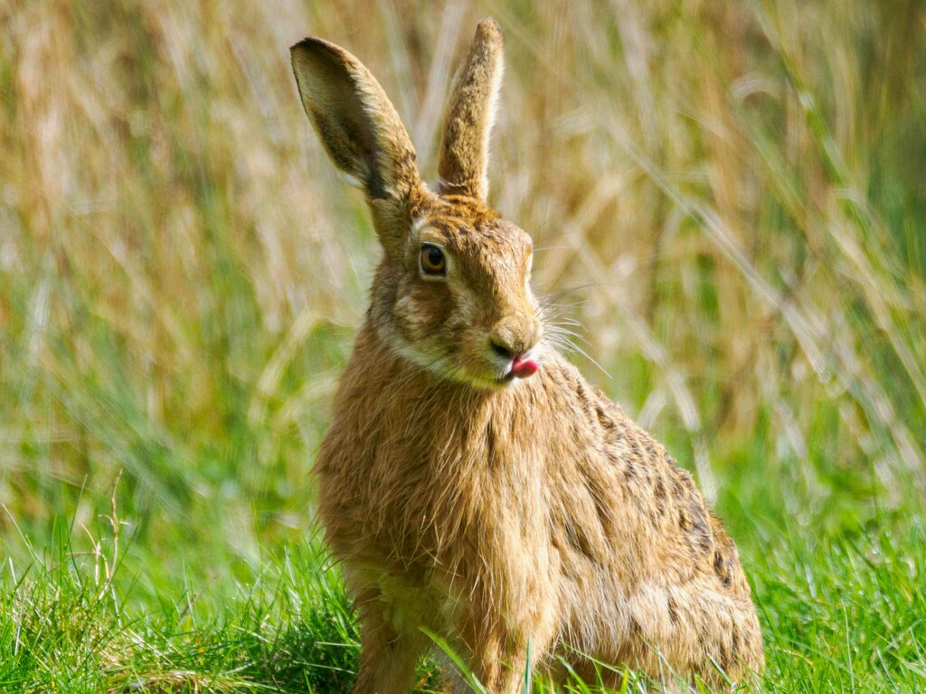 Hare passing its opinion on my photography!!! by padlock