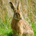 Hare passing its opinion on my photography!!!