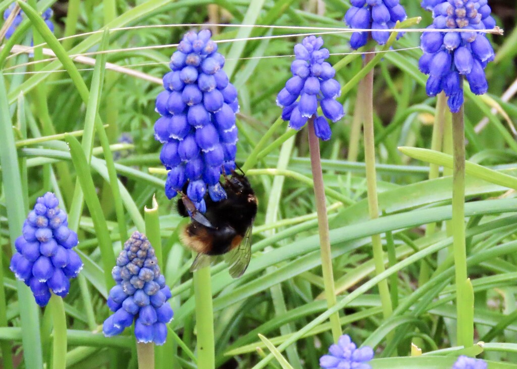 Bees in the grape hyacinths  by orchid99