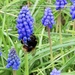 Bees in the grape hyacinths 