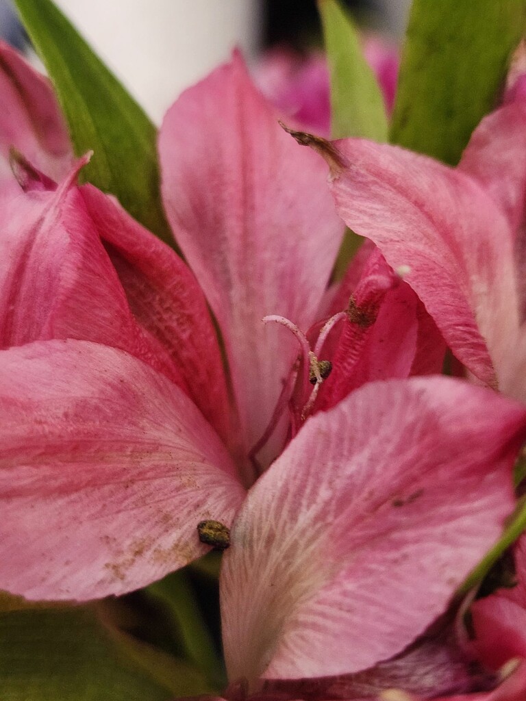 Pink Petals  by jo38
