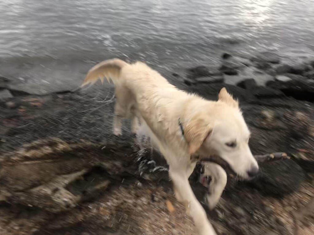 Indie fetching at the river by ayearofme