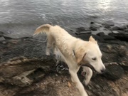 18th Mar 2024 - Indie fetching at the river