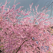 18th Mar 2024 - Cherry Blossom