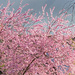 Cherry Blossom by tonus