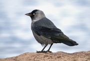 18th Mar 2024 - Jackdaw