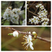 BLossom collage by 365anne