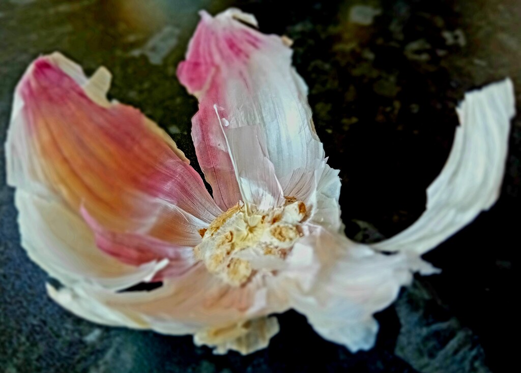 Garlic skin by flowerfairyann