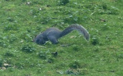 18th Mar 2024 - Headless Squirrel