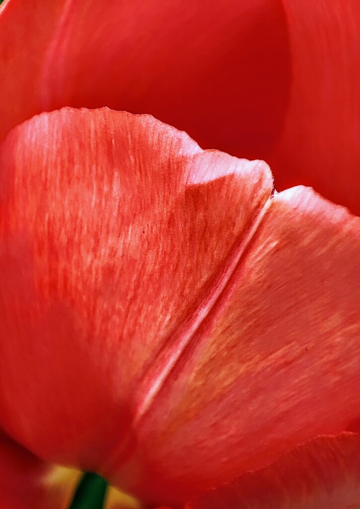 Tulip petals  by boxplayer