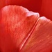 Tulip petals  by boxplayer