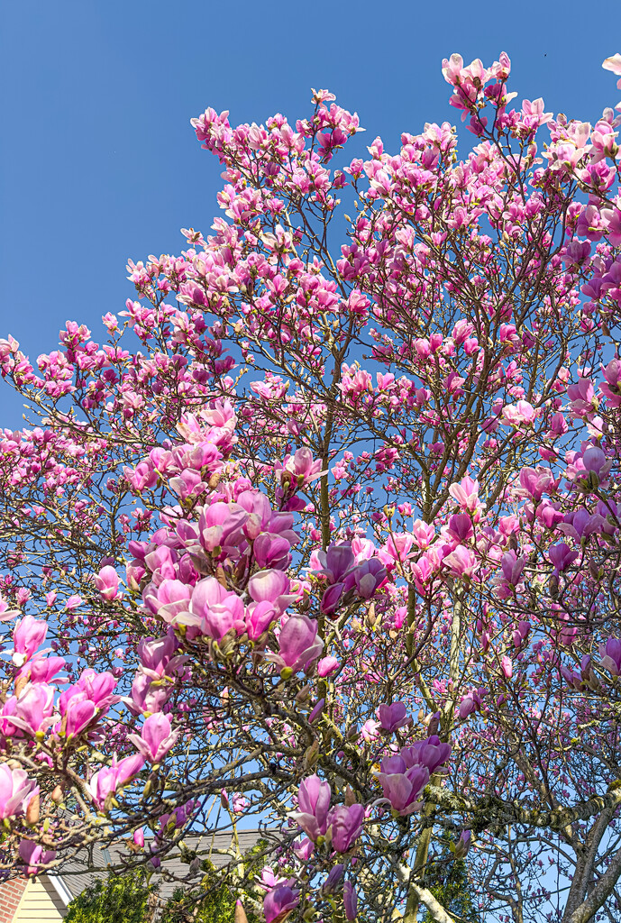 Clouds of magnolia by cristinaledesma33