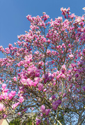 17th Mar 2024 - Clouds of magnolia