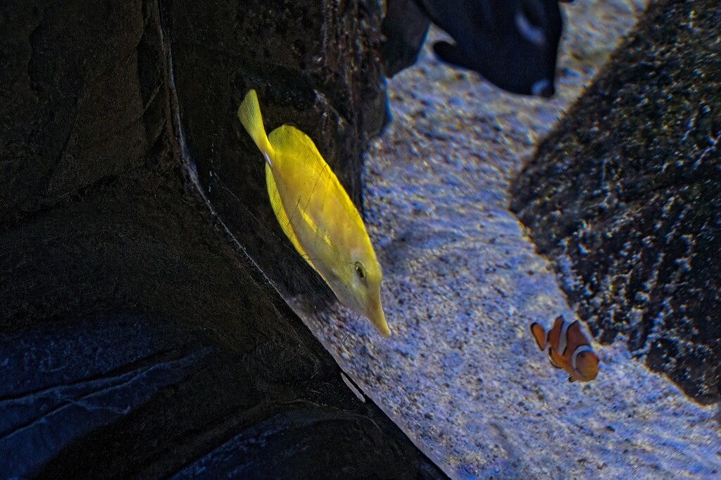 Yellow Tang by billyboy