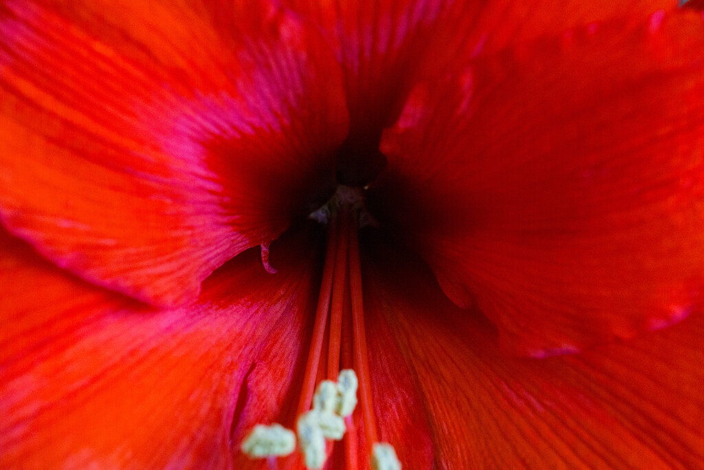 The heart of an amaryllis by cristinaledesma33