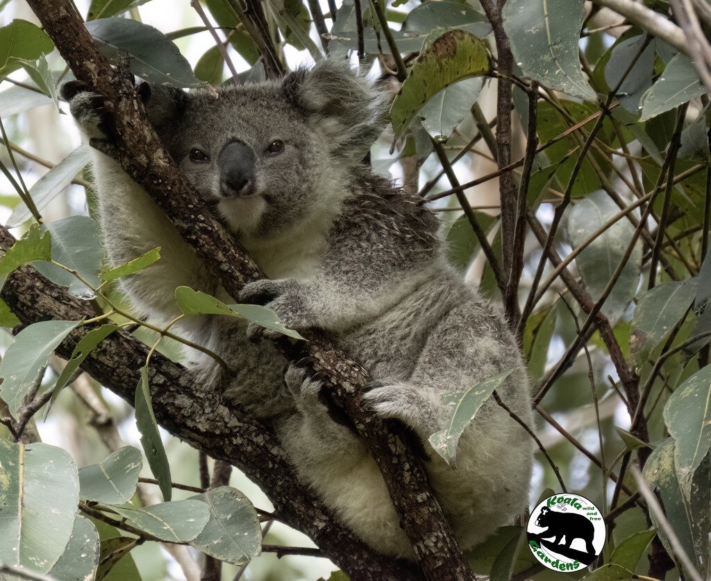 growing up big by koalagardens