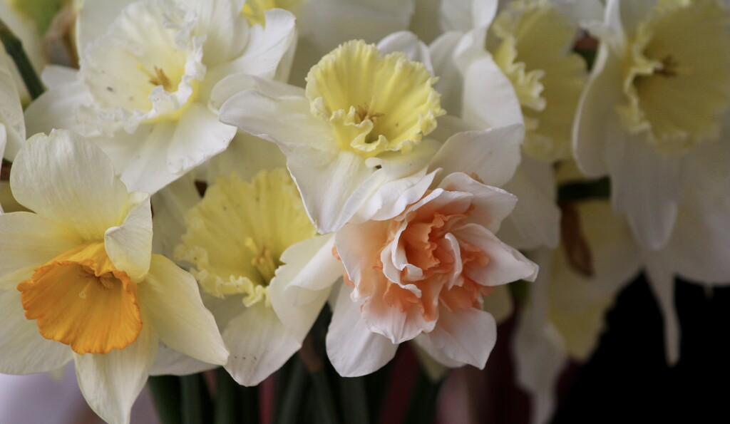 Daffodils by essiesue