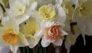 17th Mar 2024 - Daffodils