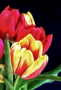 18th Mar 2024 - Tulips