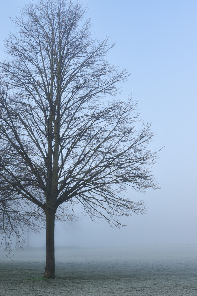 A tree in the mist by tiaj1402