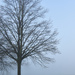A tree in the mist by tiaj1402