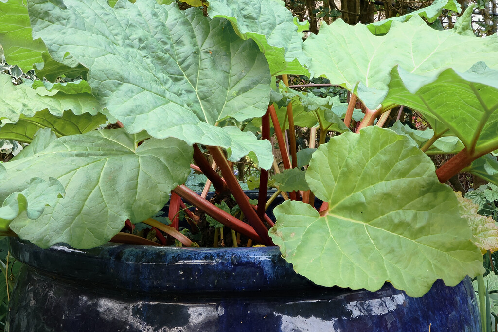 Rhubarb in a pot..... by neil_ge