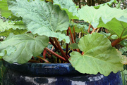 18th Mar 2024 - Rhubarb in a pot.....