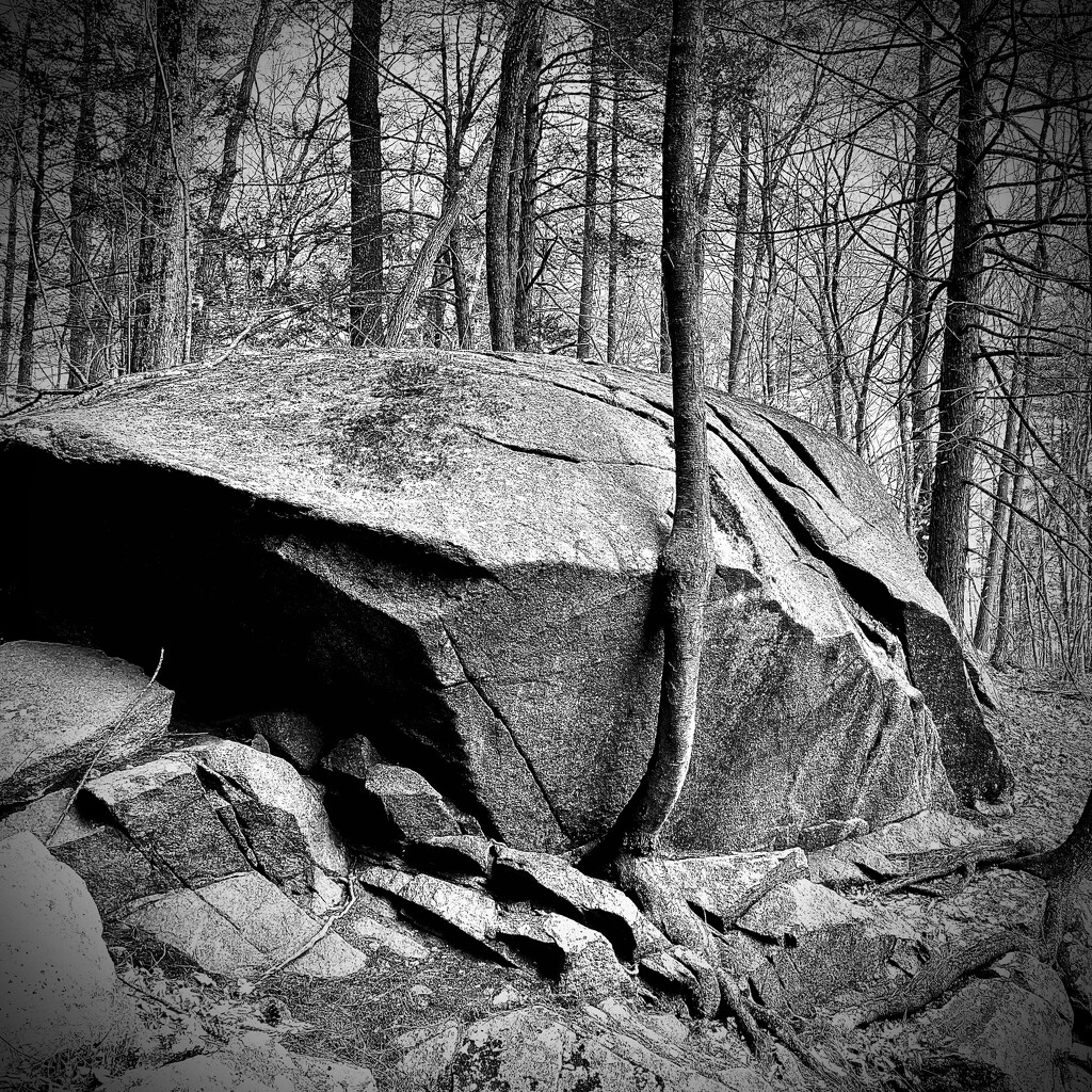 Whenst Trees Sprung From Boulders by rickaubin