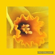 18th Mar 2024 - Orange and yellow daffodil. 