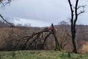 18th Mar 2024 - broken tree